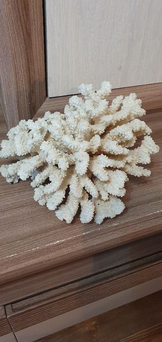 Продам редкий карал