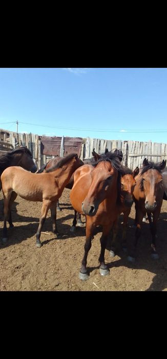 Жылкы сатамын 4 еу