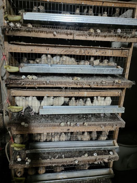 Клетка для перепелки