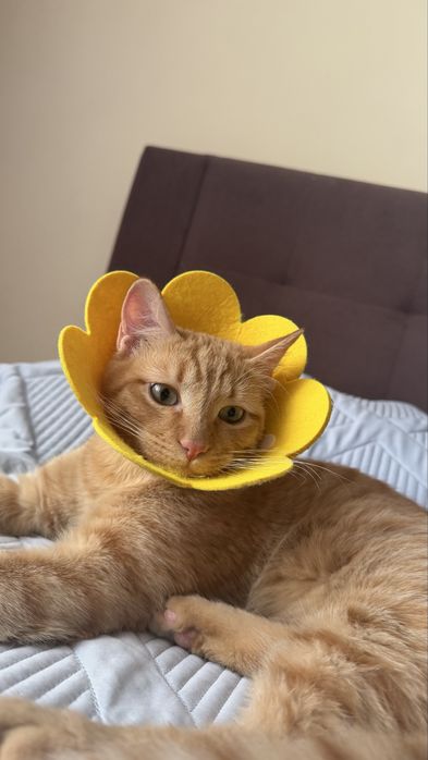 Отдам котика в хорошие руки