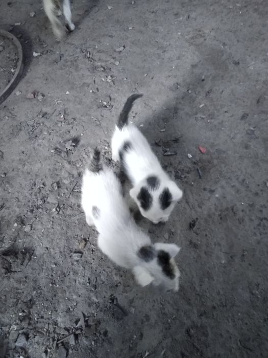 Mushuk bolari.        Koshki