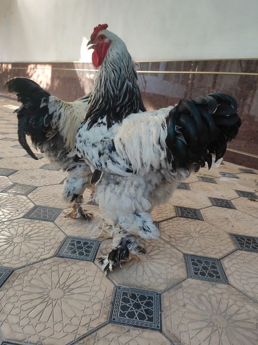 Brama horoz sotiladi