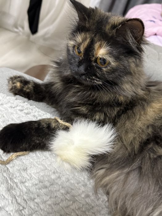 отдам кошку в добрые руки