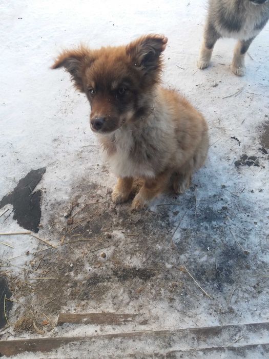 Дарю щенков во двор!