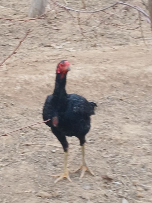 Домашний  хорозлар сотилади 300.000