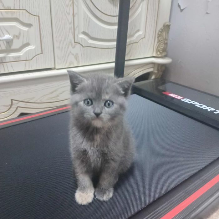 Mushukchalar sotiladi