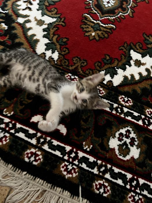 Отдам котенка в добрые руки
