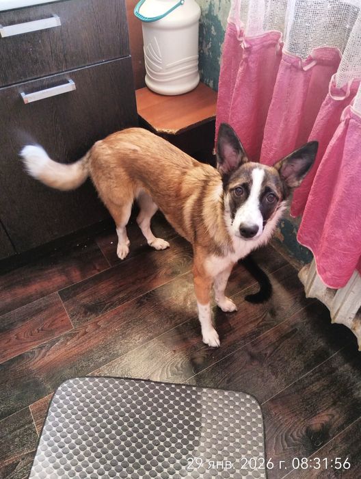 Красивая девочка в поисках дома