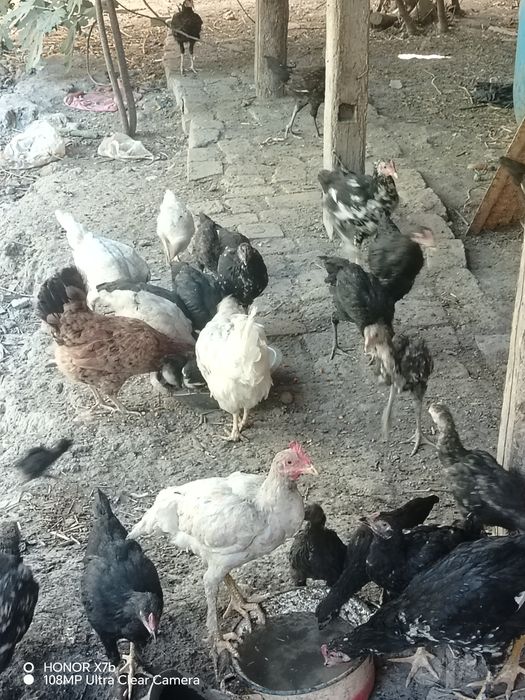 23 goz bor narxi 250gidan tovuq jujalar bor 80migdan boshlandi