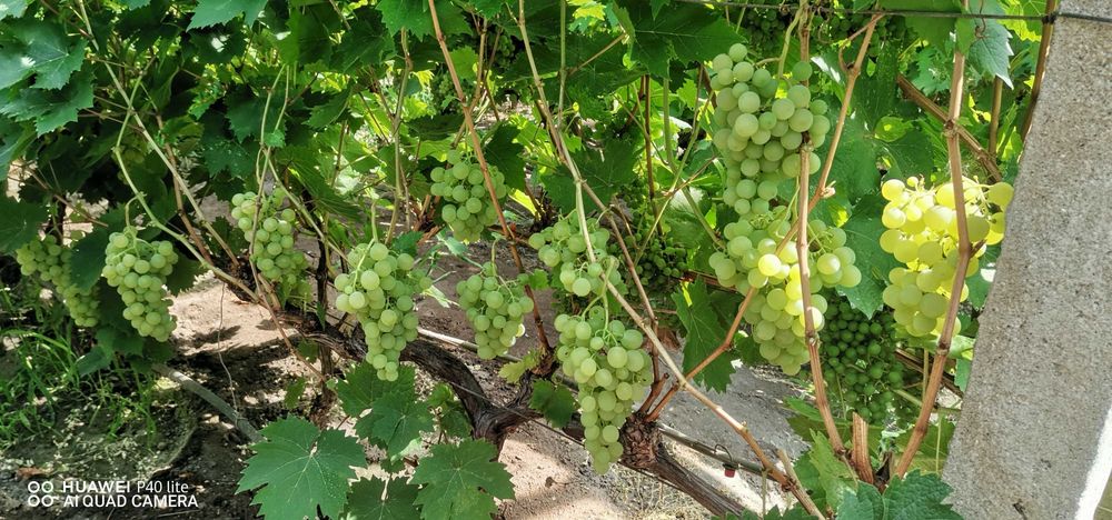 Собственик продава къща, цена 190000 евро.