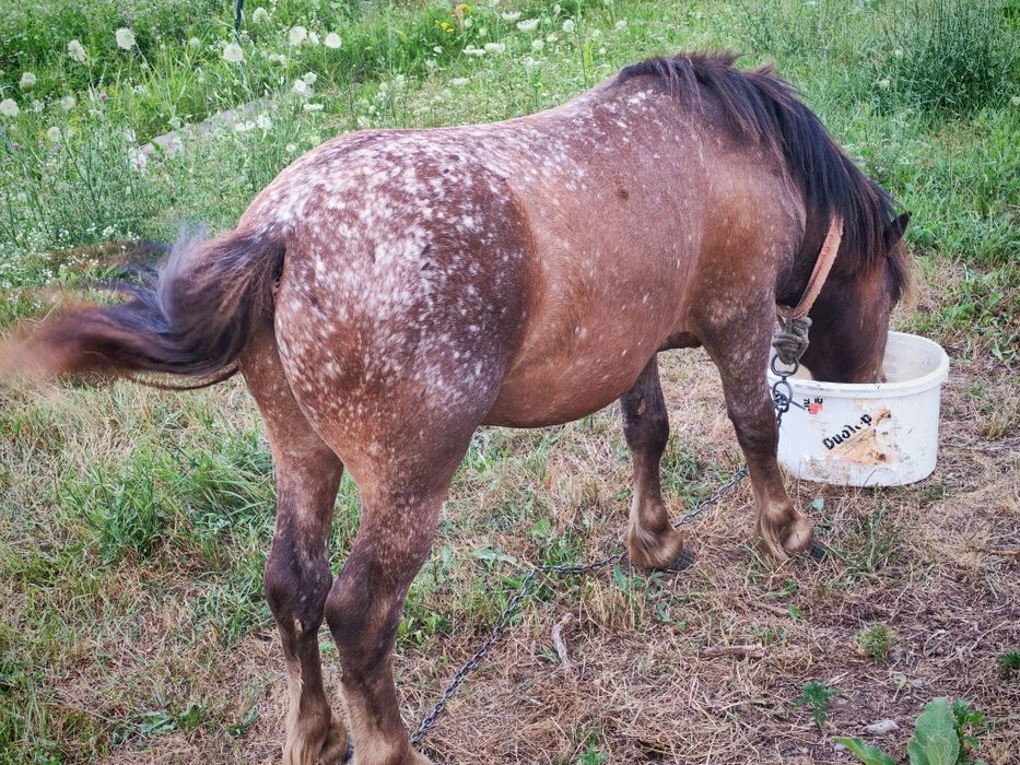 Vând un ponei armăsar