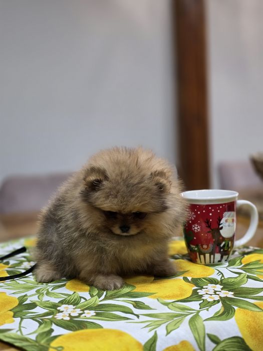 Померанче мини момченце шоко тан!