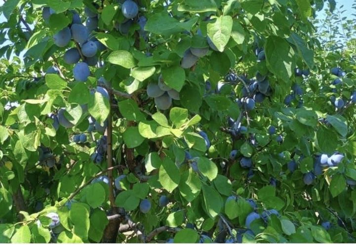 Prune pentru tuica