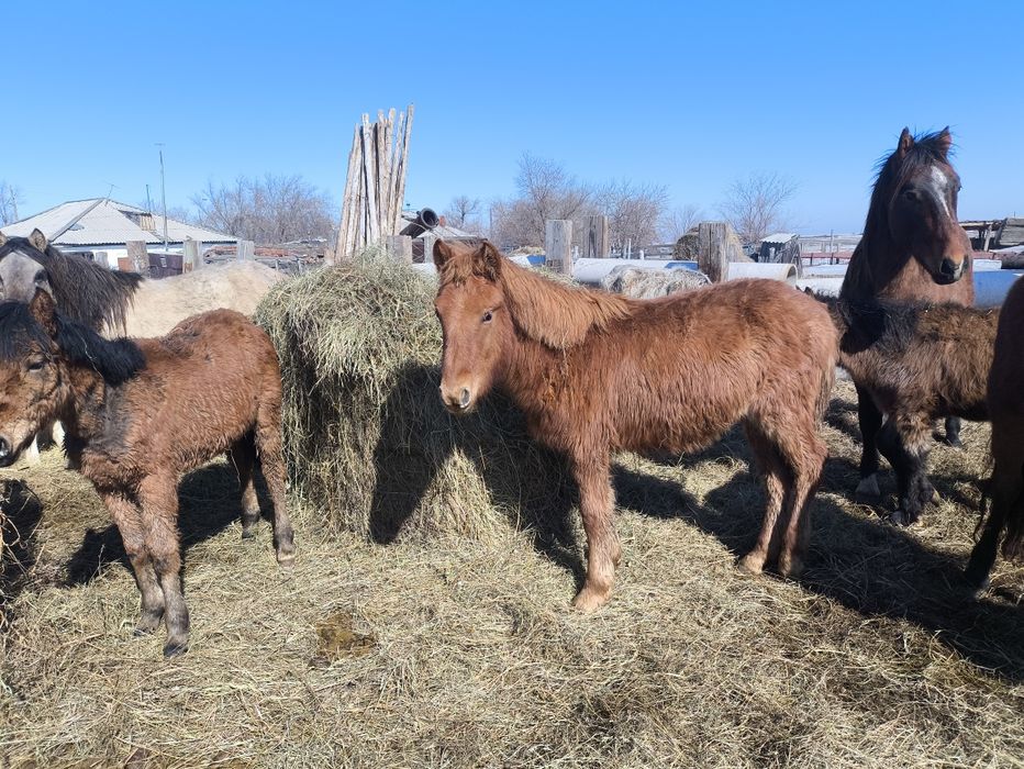 Продам годовалых лошадей
