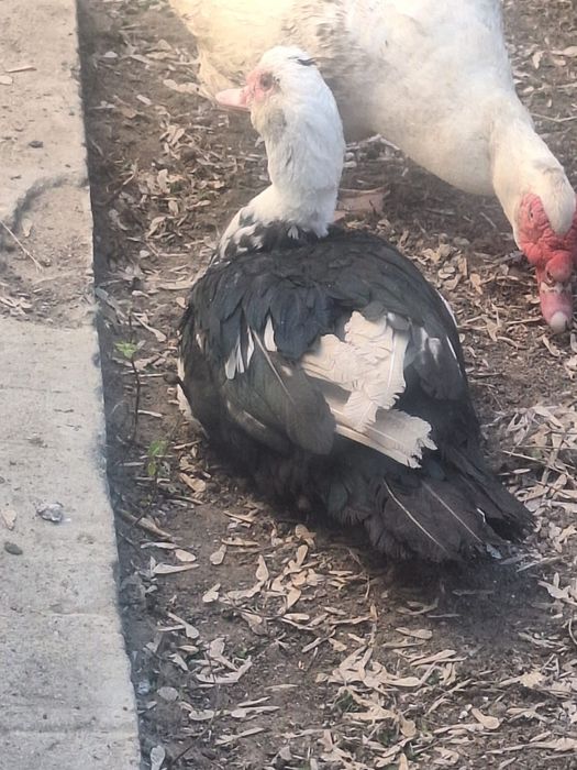 Индоутка сатылады