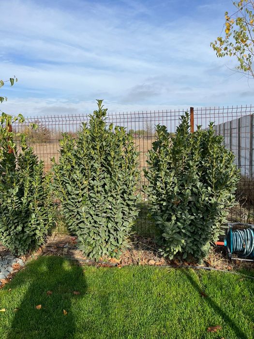 Laur englezesc laurocerasus