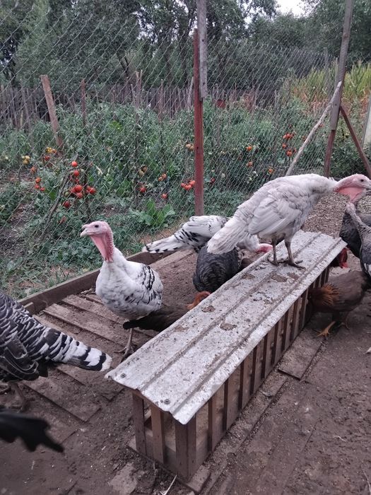 Curcani de Vânzare