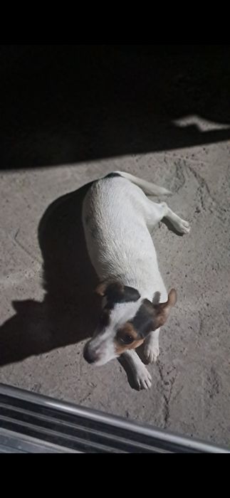 Джек рассел терьер