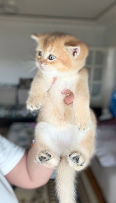 Золотая шиншилла