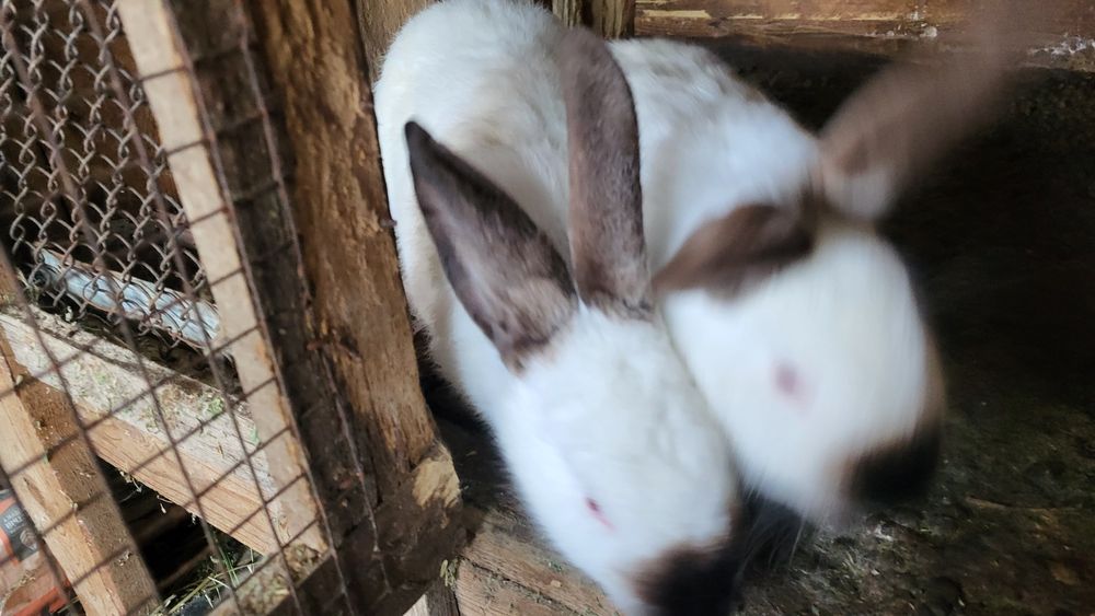 Кролики калифорния