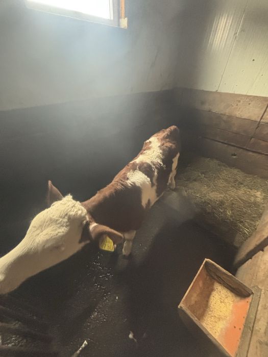 Vând vitică  de 8 saptamani!