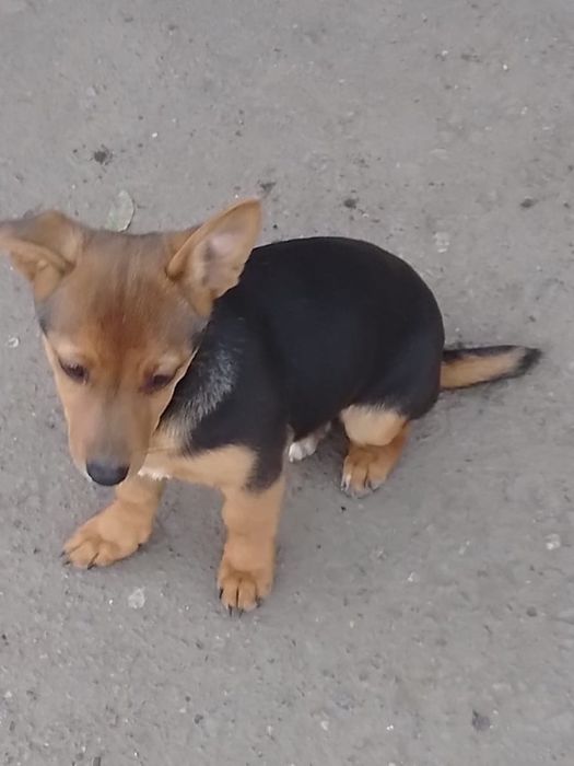 Щенок в добрые руки