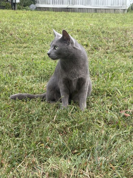 зеленоглазая кошка