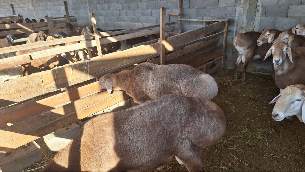 Кошкары продаются