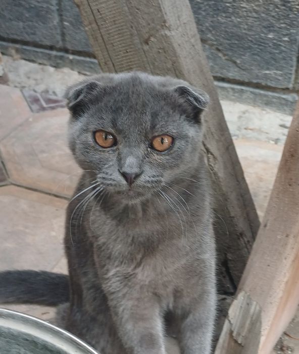 Продаю вислоухую кошку