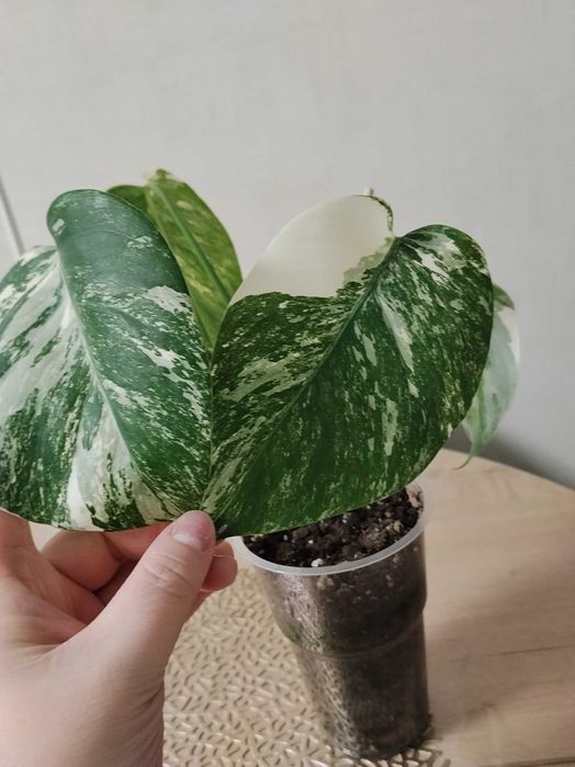 Монстера Альба 5000тг