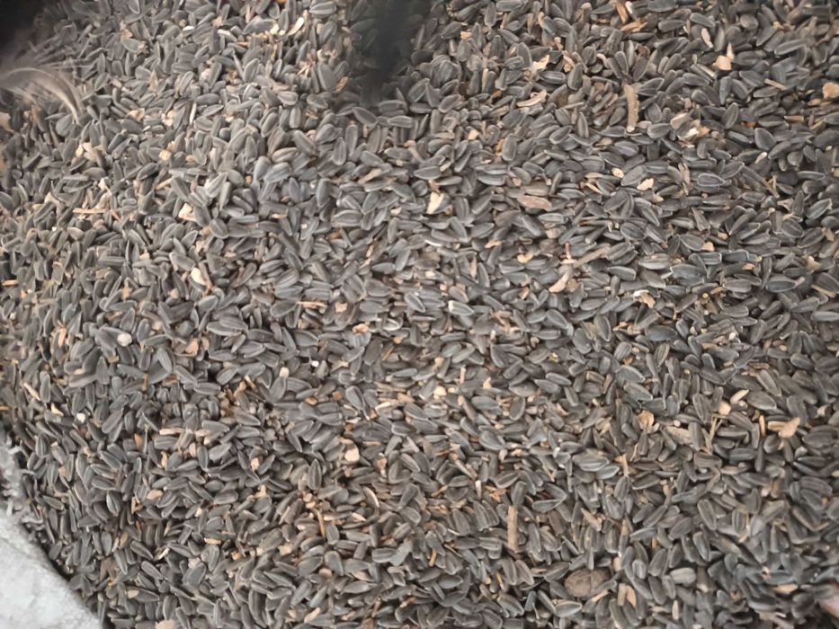 Vând cereale :0760505435 grâu,orz ,porumb, floare ,ovăz șrot floare, ulei floarea