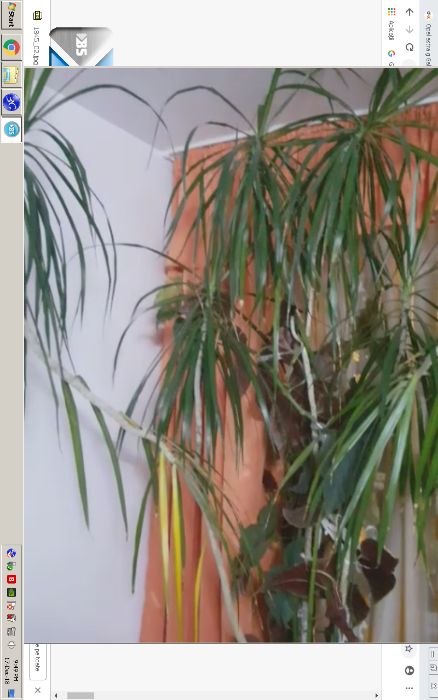 Flori de apartament, casa, birou