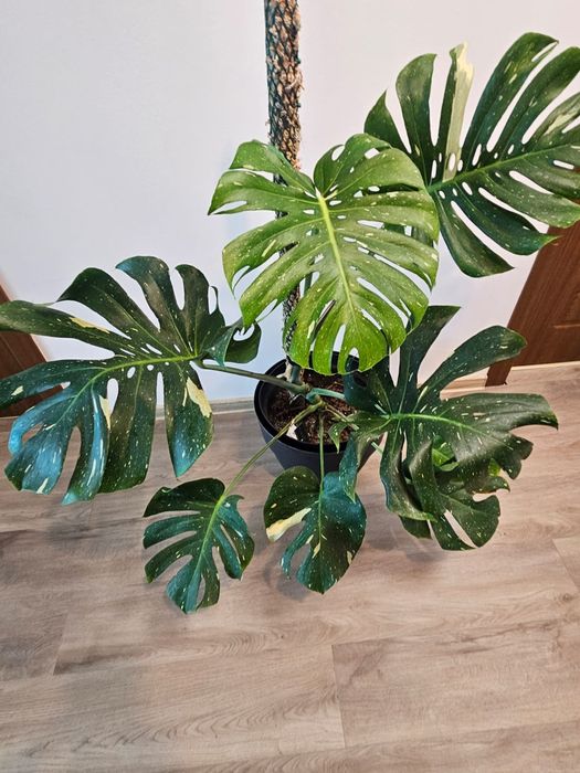 Monstera Thai Constelation