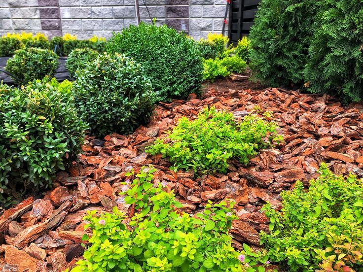 Кора лиственницы оптом