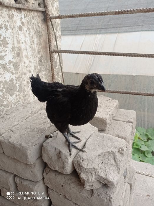 Aym cemani va qora shahzoda joʻjalari sotiladi