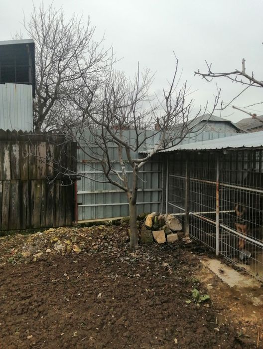 Toaletare pomi fructiferi Ploiesti