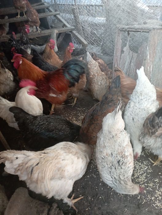 Яйцо  инкубационное куриное