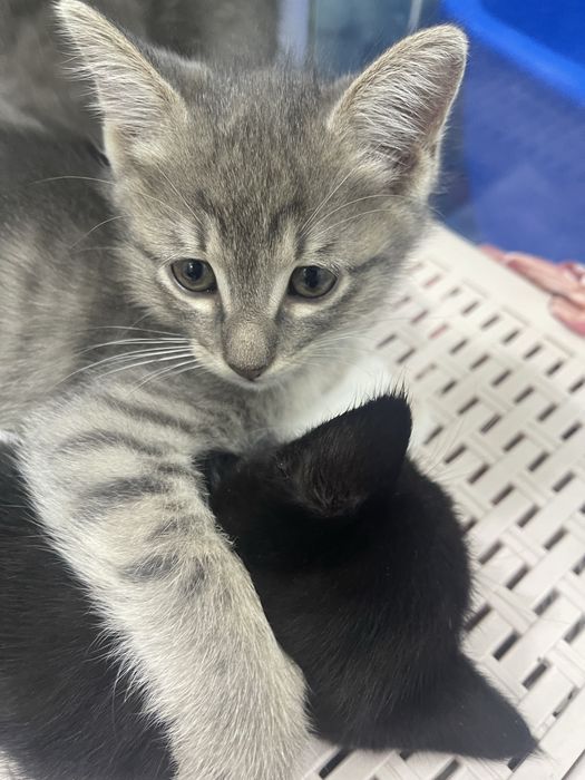 Домашние котята в добрые руки