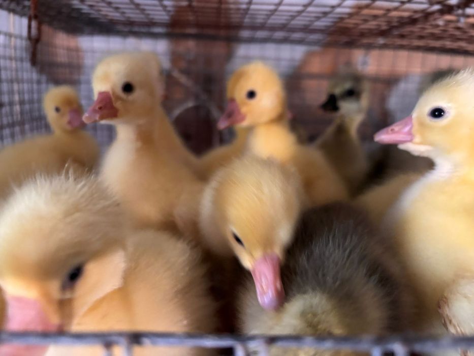 Boboci de gasca si de rață