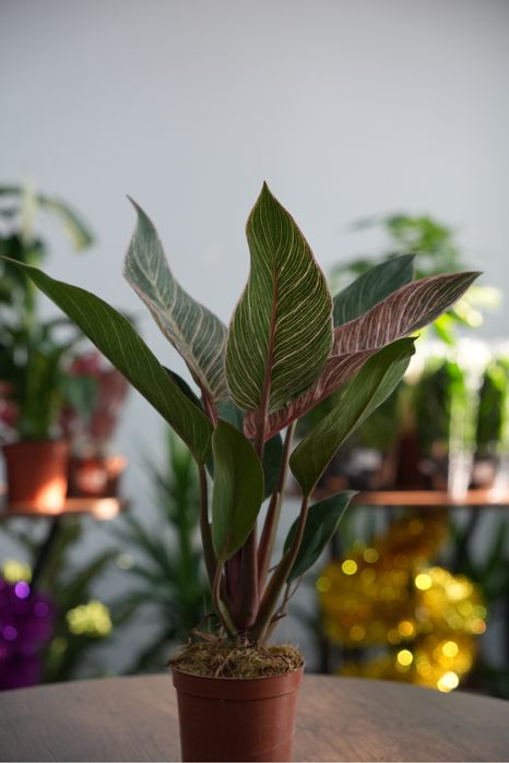 Фидодендрон Пинк бикини