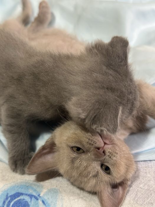 шотландски клепоухи и британски котенца