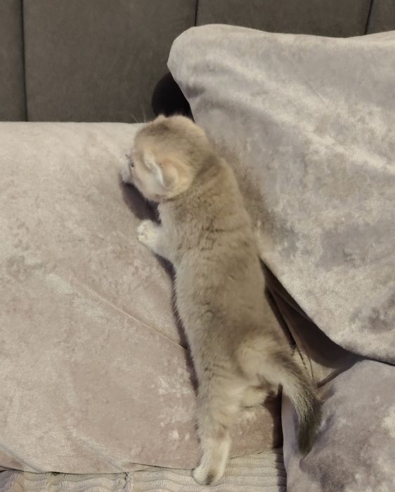 Голубая вислоухая Шиншилла