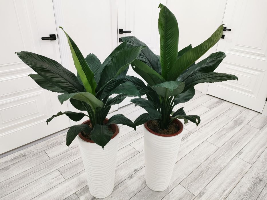 Шикарные растения, доставка