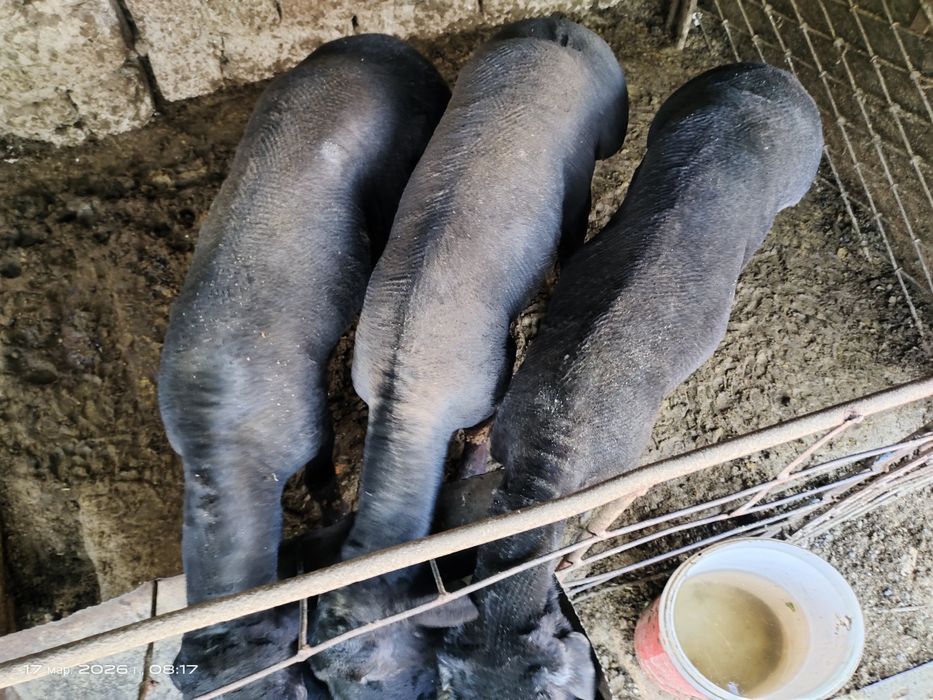 Куйлар супер нархда.