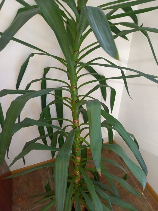 Драцена, стайно растение, 185 см