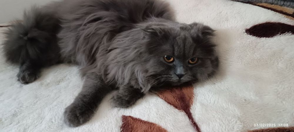 Скоттиш-фолд пушистый