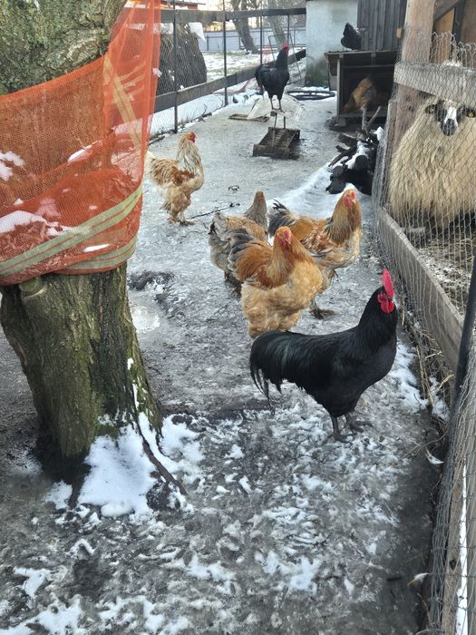 Vand cocosi tineret(6 luni) brahma columbia lemon, australorp