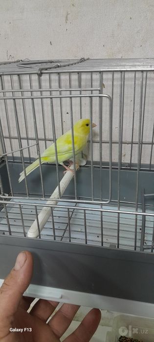 Kanareka sotilad