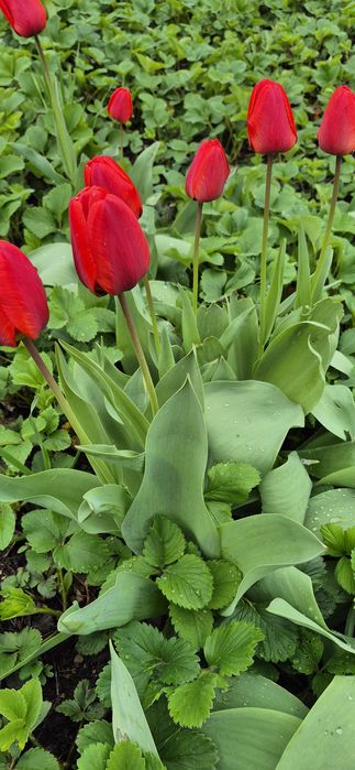 Продам тюльпаны садовые