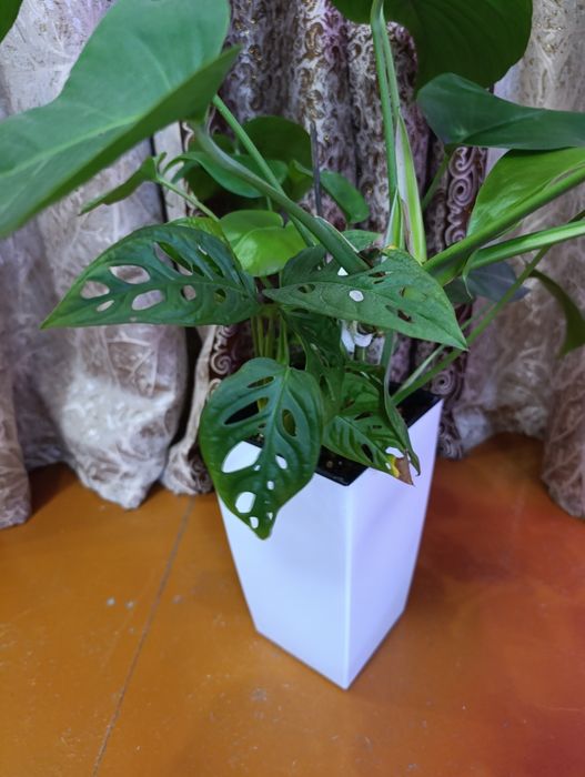 Продаются монстры